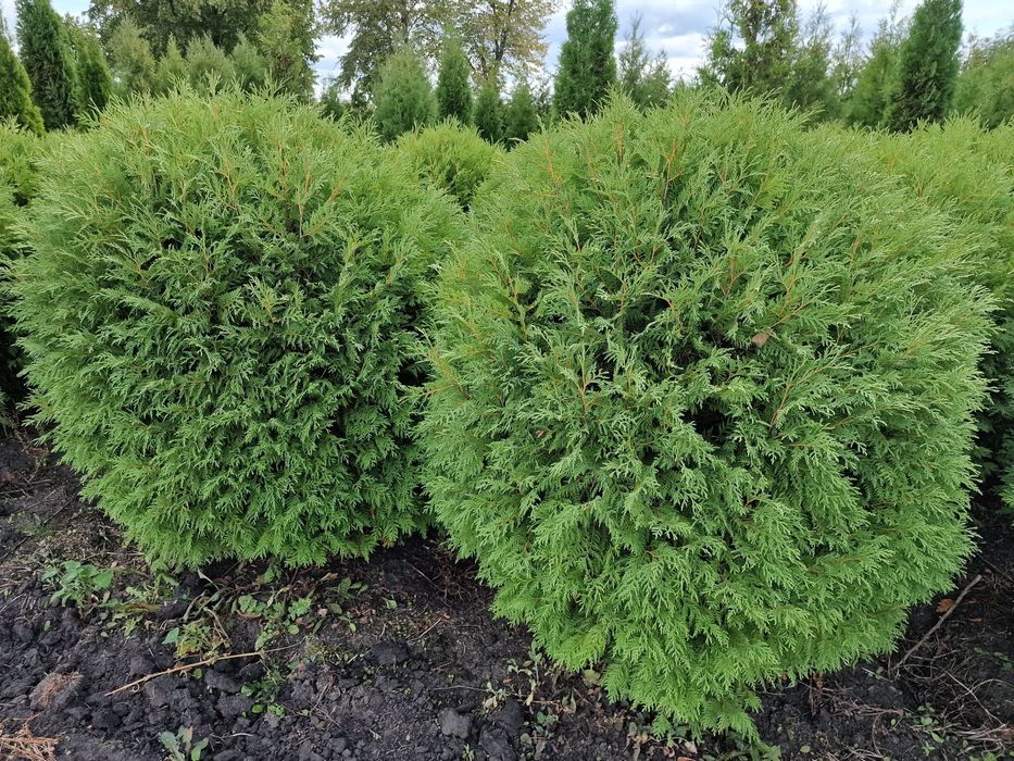 Thuja Smaragd 220-260 cm i inne tuja Szmaragd żywopłot Transport