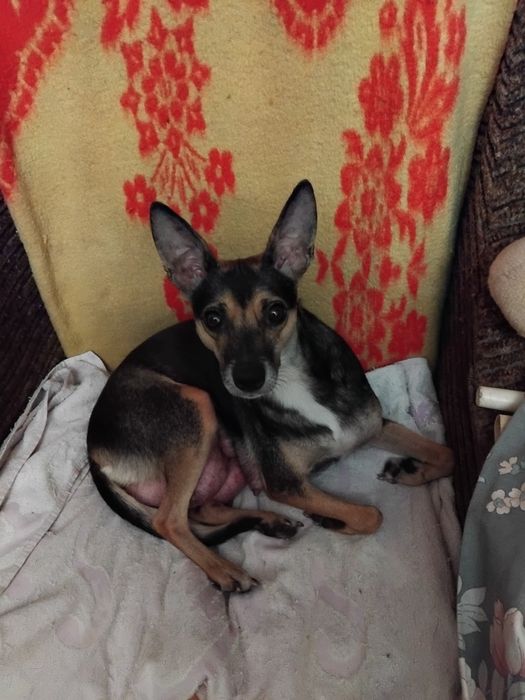 Щенки от маленькой собачки