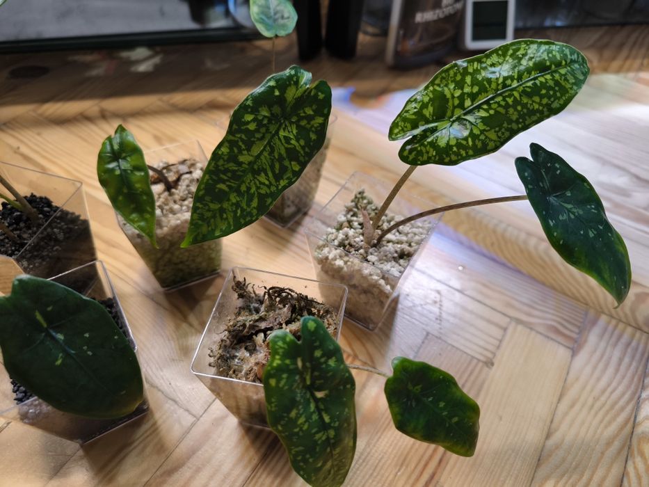 Alokazja shattered glass