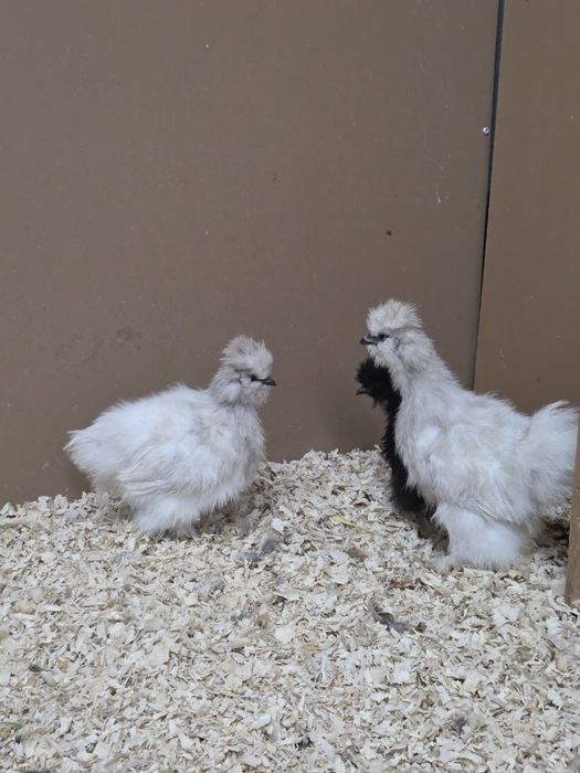 Kury kurki silki oraz liliputki