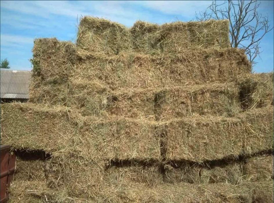 Продам сено майское луговое