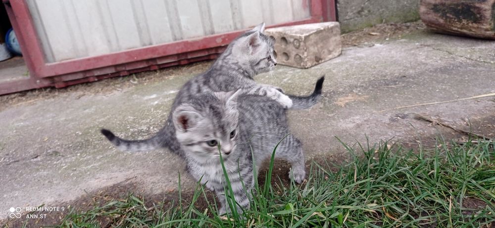 Kotki oddam oswojone