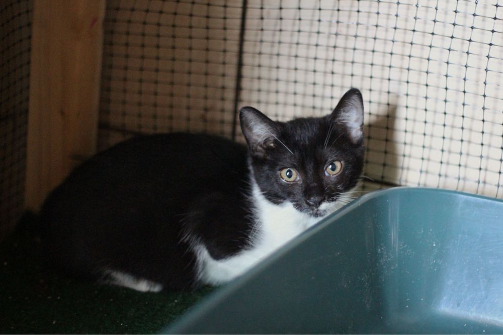 Kotki do adopcji