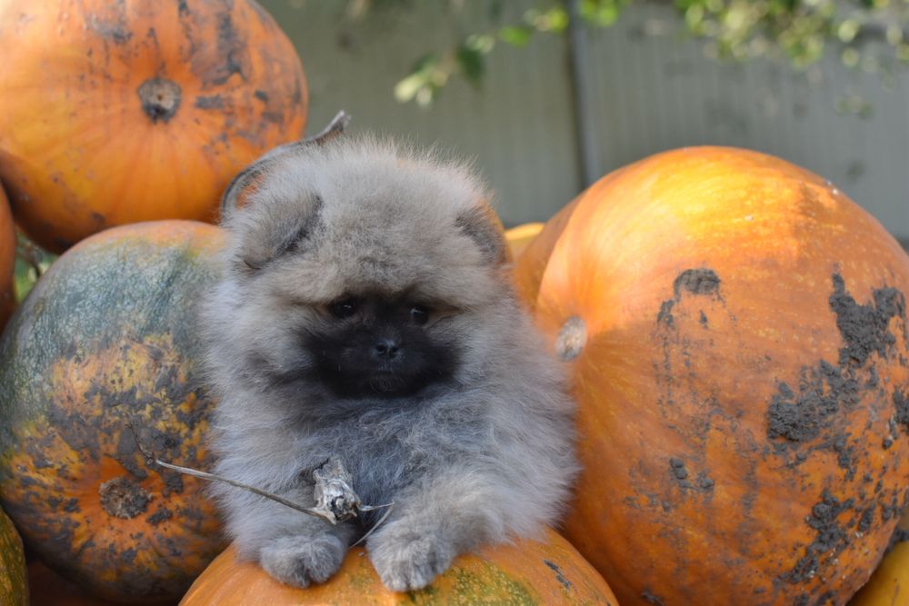 Дівчинка мішка