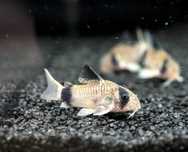 Kirysek Kirys panda Corydoras PL