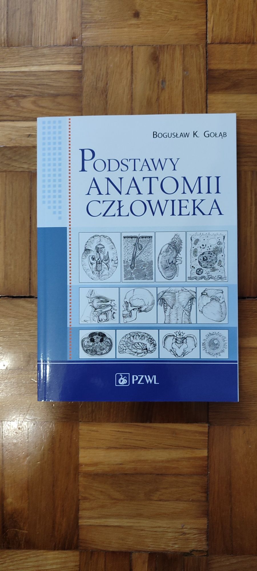 Podstawy anatomii człowieka