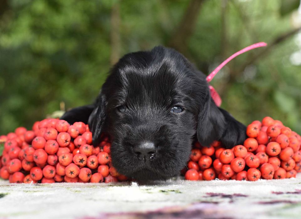 Flat Coated Retriever - czarna suczka  ZKwP/FCI