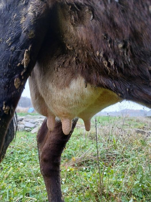 Krowa z mlekiem 5 lat zacielona do dalszej hodowli,  okazja