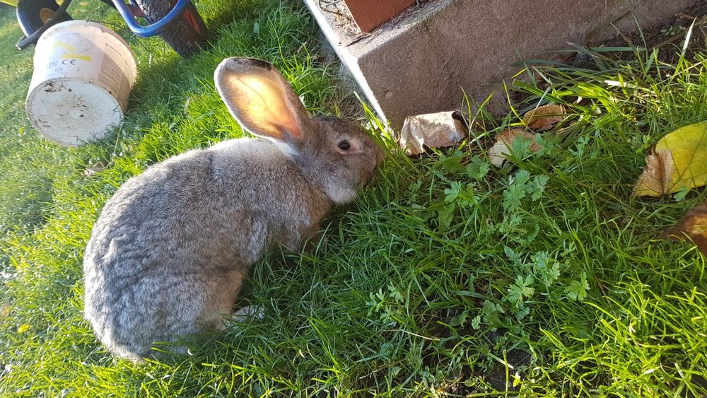 Królik młody samiec