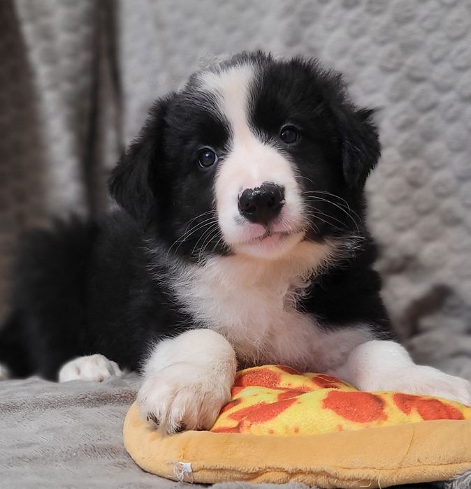 Border Collie Szczeniak Zaprasza