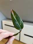 Philodendron Strawberry Shake