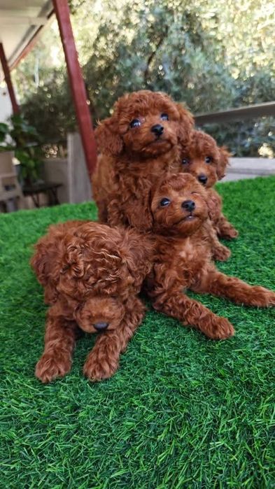 Ред браун той пудель . вибір