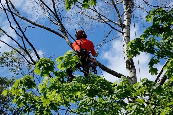 Спиляю ваше дерево любої складності