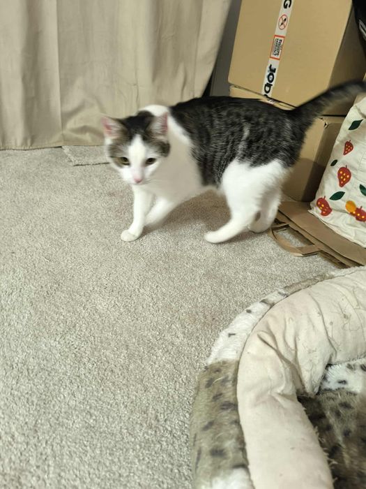 Marzymy, aby kotunia w końcu znalazła dom...