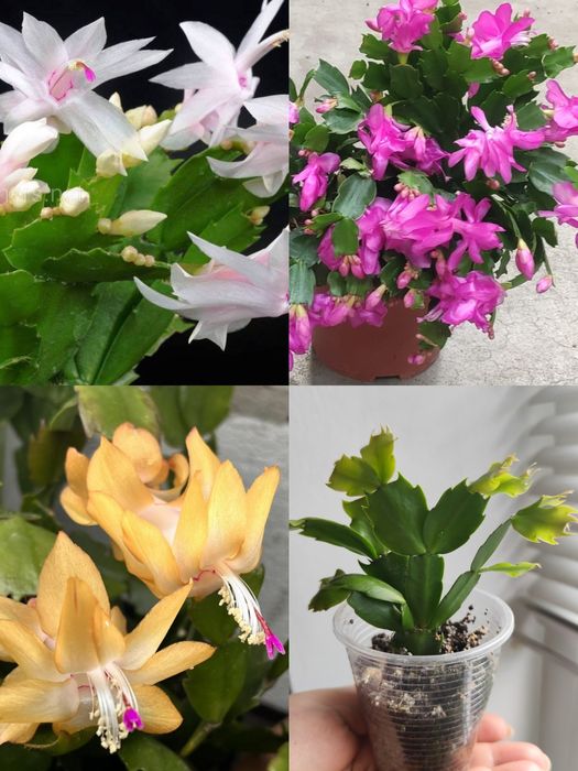 Шлюмбергера жовта, біла, рожева