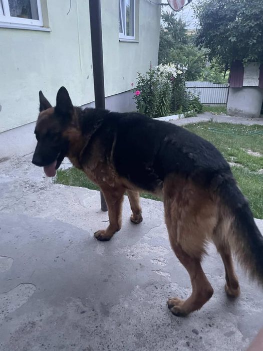 Безкоштовно німецька вівчарка