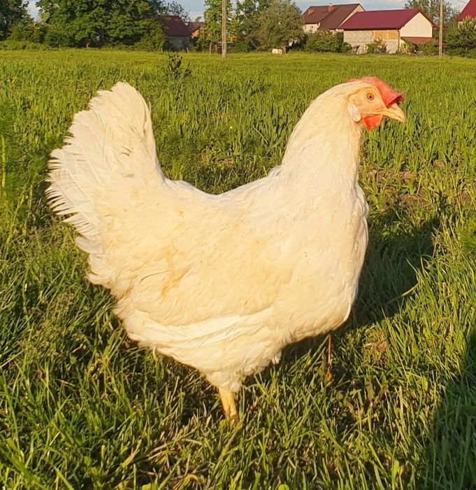 Kury nioski *transport Miechów