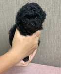 Caniche toy mini