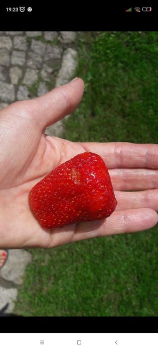 Truskawki truskawka sadzonki z gruntu