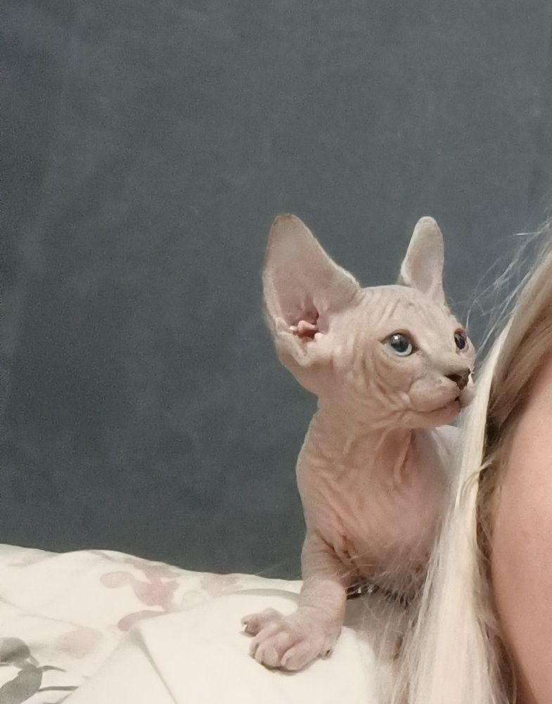Sfinks kanadyjski,  sphinx