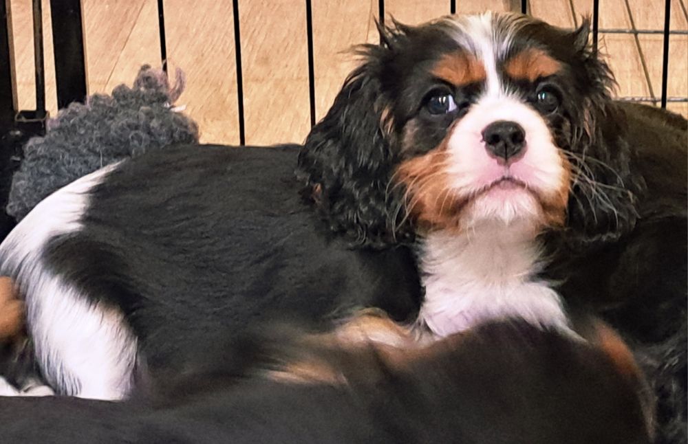 Dziewczynka tricolor Cavalier King Charles Spaniel fci