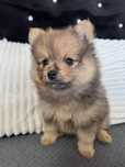 Szpic miniaturowy pomeranian
