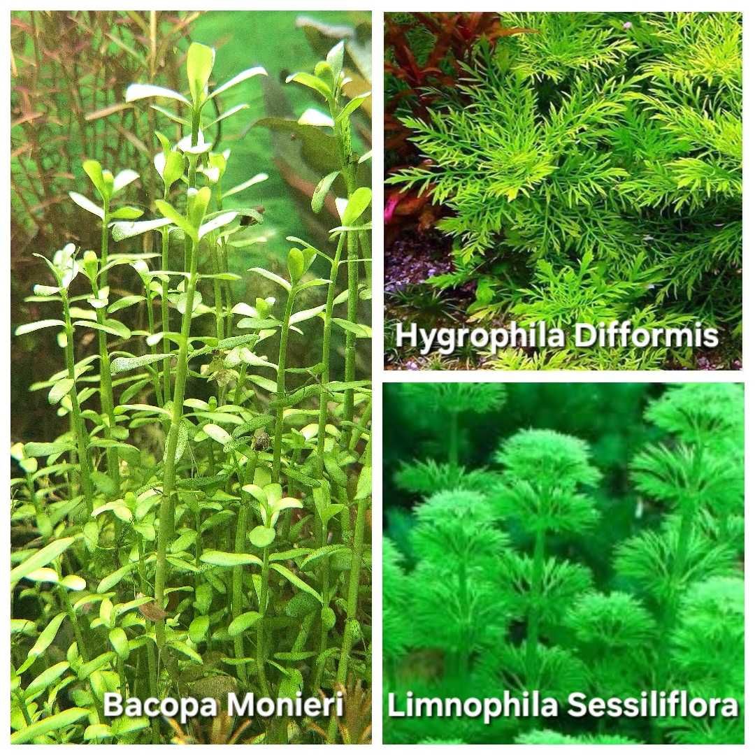 Pack de 40 Plantas Aquário - 13 Espécies