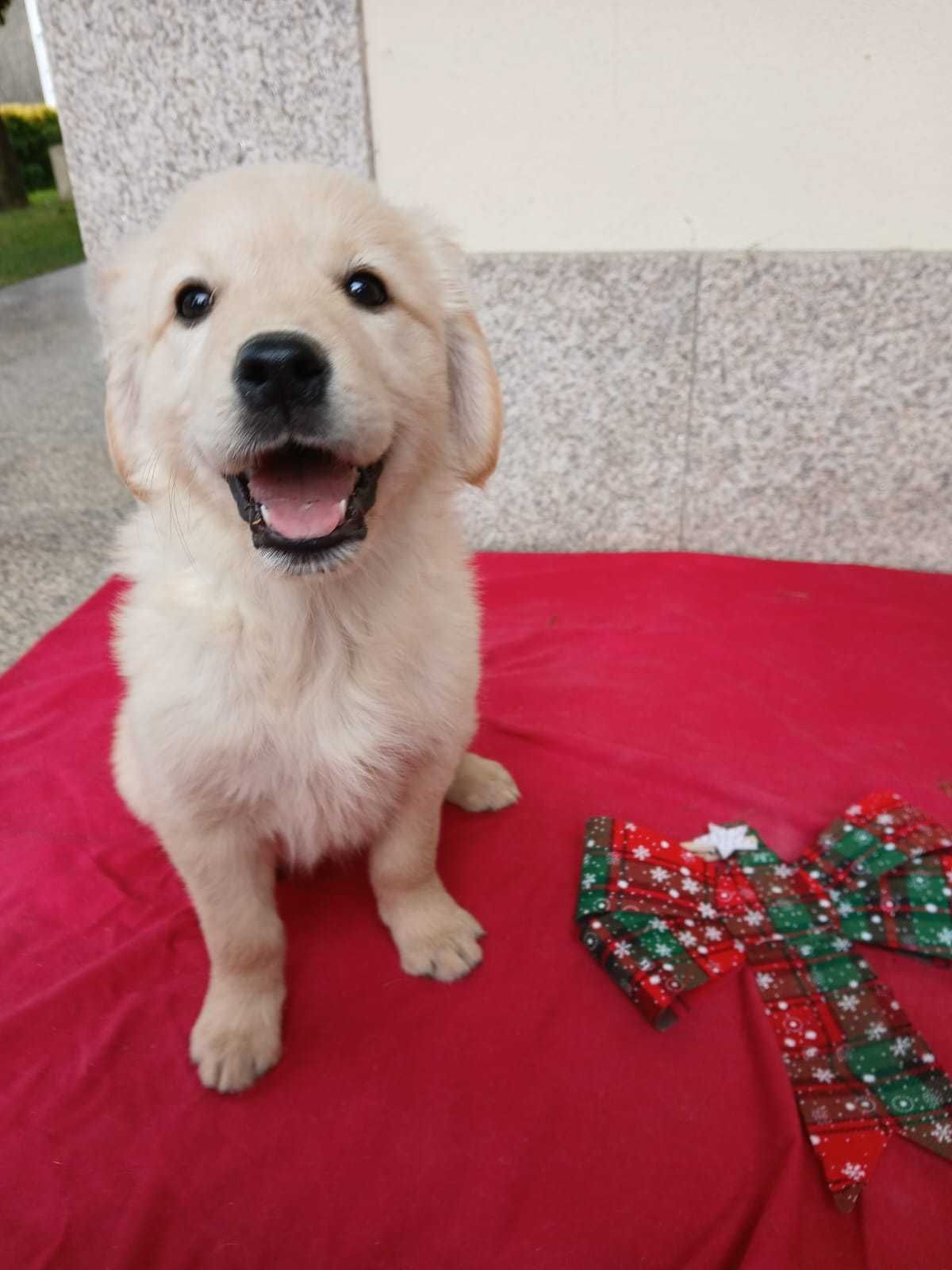 Golden Retriever com LOP