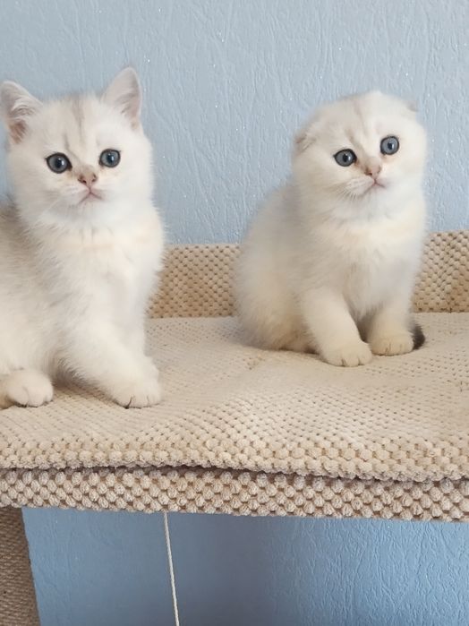Чекаємо на мамочку