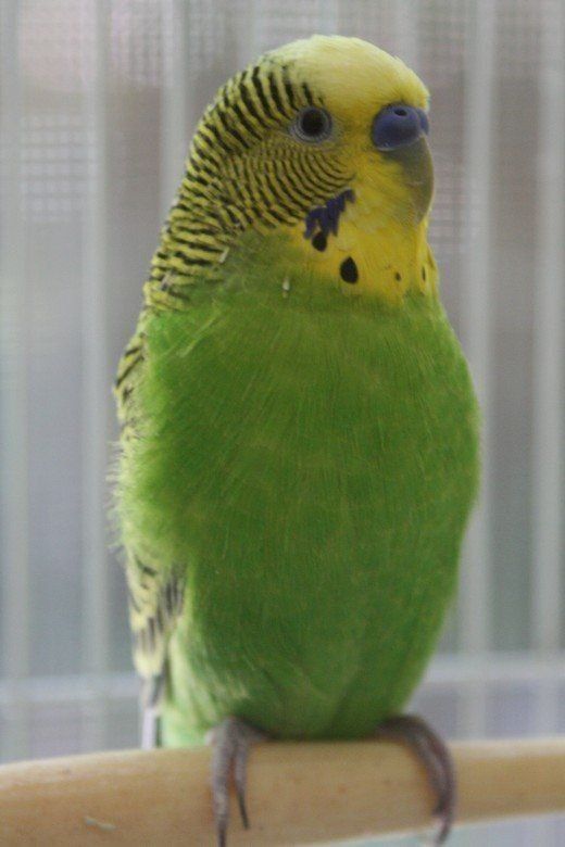 Молодий зелений хвилястий папужка