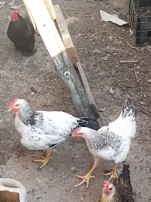 Продам  петухов200гр