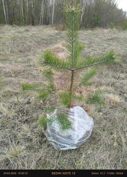 Продам сосну в комі