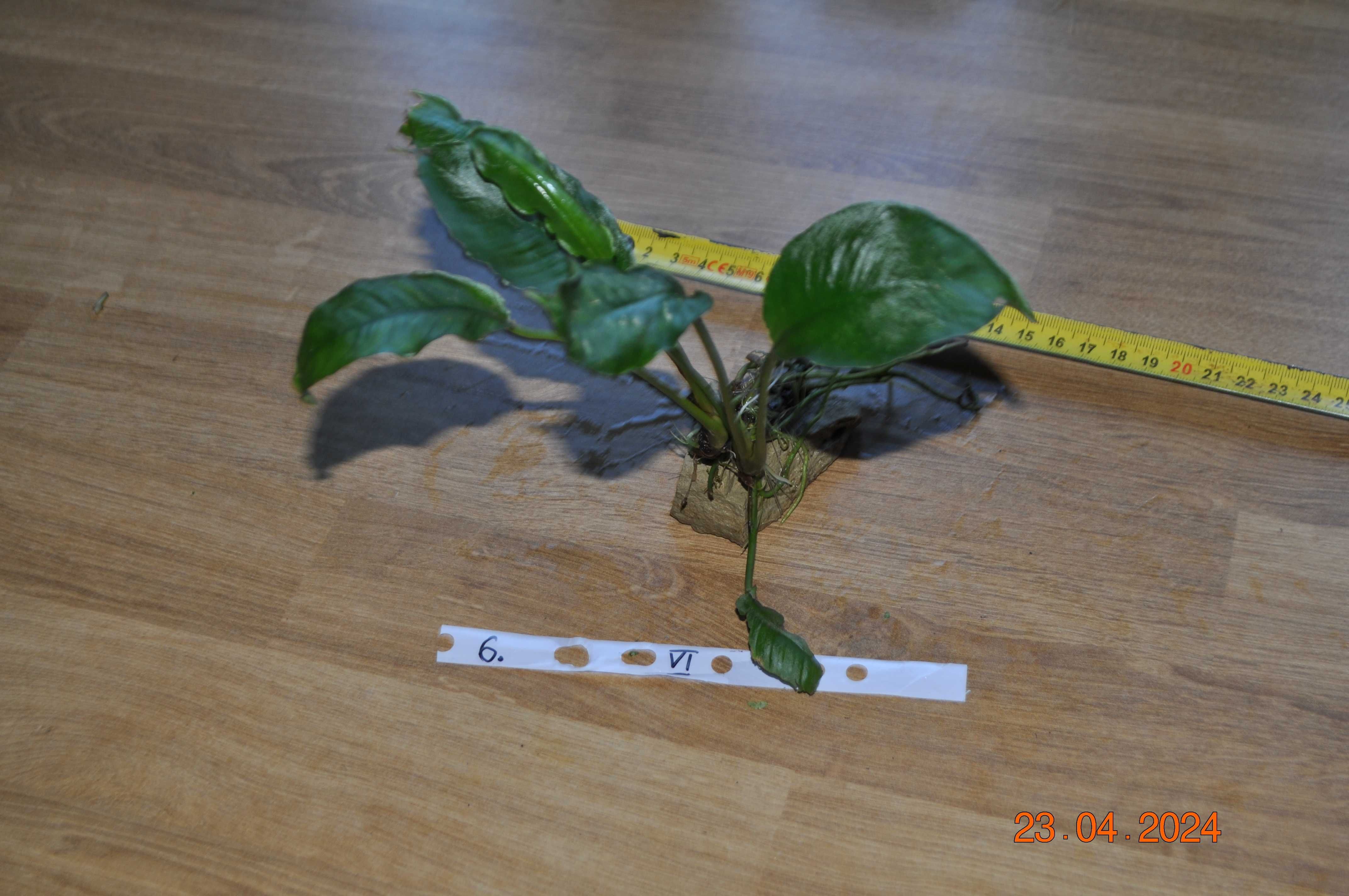 Anubias Barteri mini bonsai gold na korzeniach