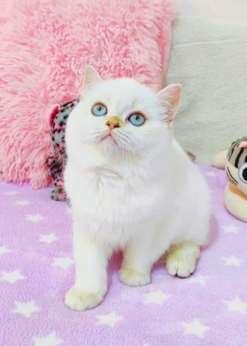 Шотландська дівчинка з синіми, як море очинятами