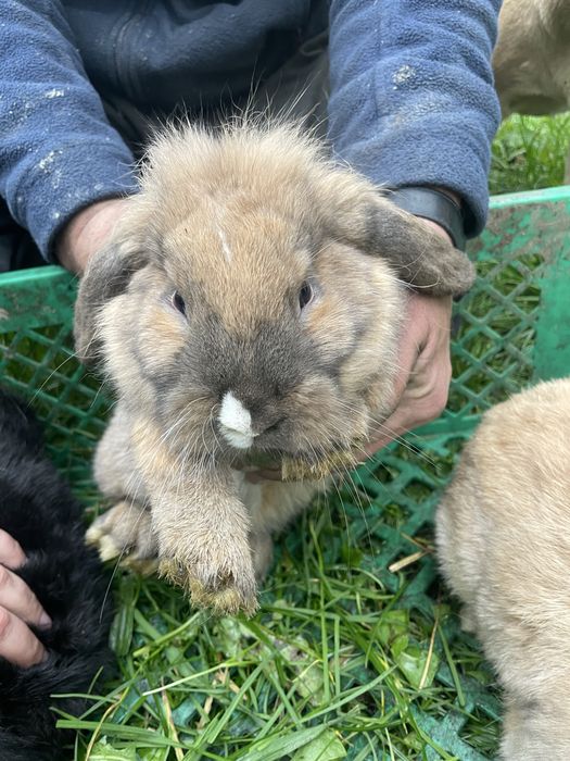 Kroliki rasy mini lop
