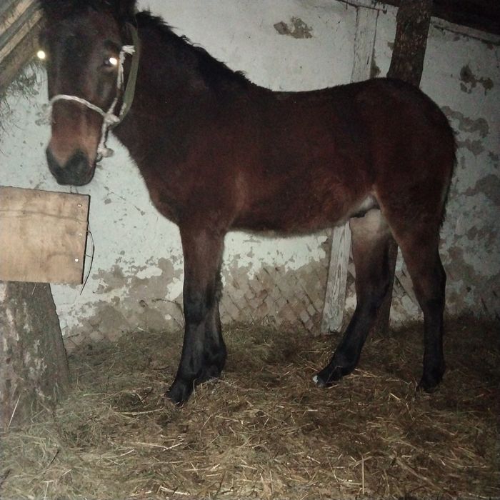 Лоша дев'яти місячне