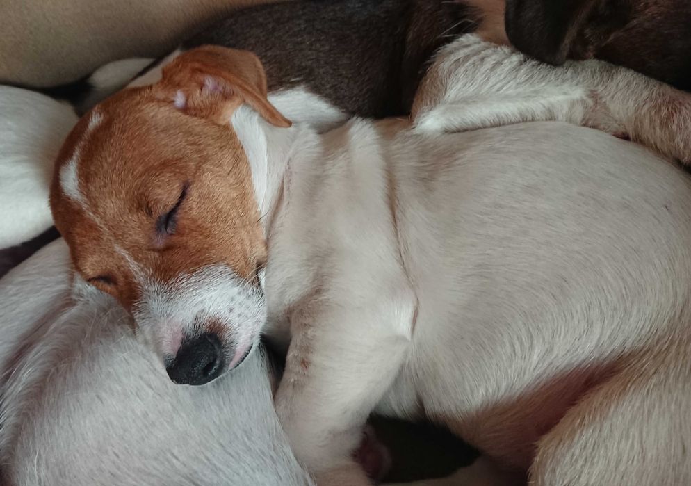 Szczeniak Peggy suczka Jack Russell Terrier Koszalin