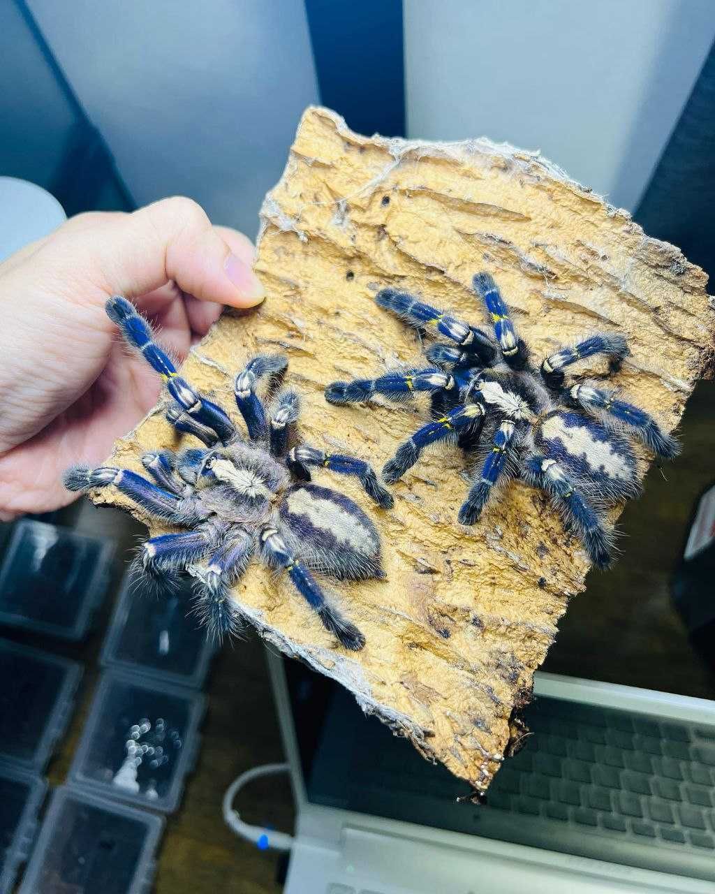 Poecilotheria metallica взрослая самка паука птицееда