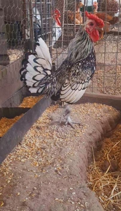 Macho sebright prata adulto