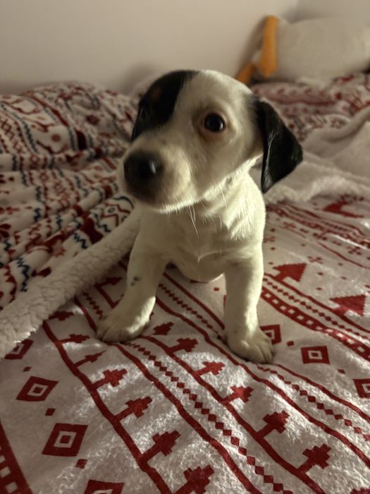 Jack Russel Terrier FCI