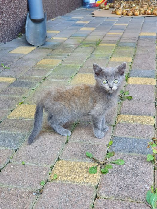 Котики в добрі руки