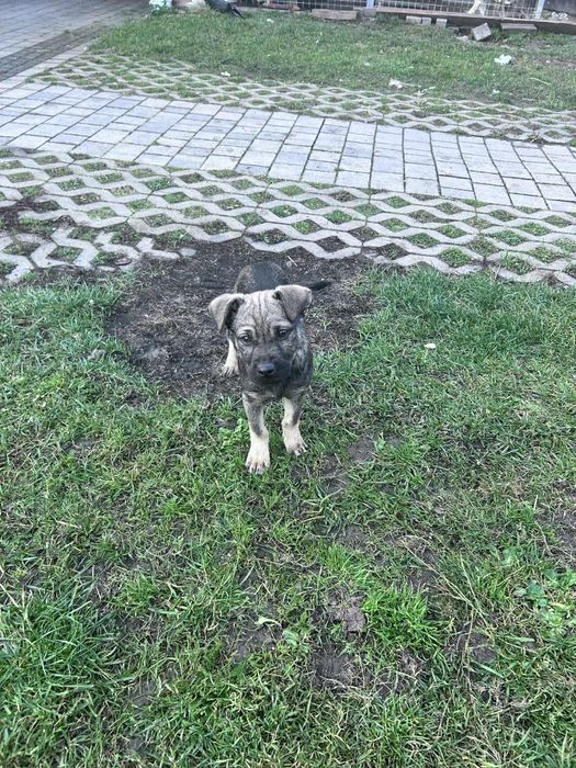 Oddam za darmo szczenię labradora