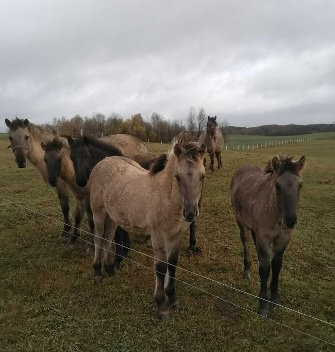 Konik polski / konik polski klaczki / koniki polskie klaczki 3500zł