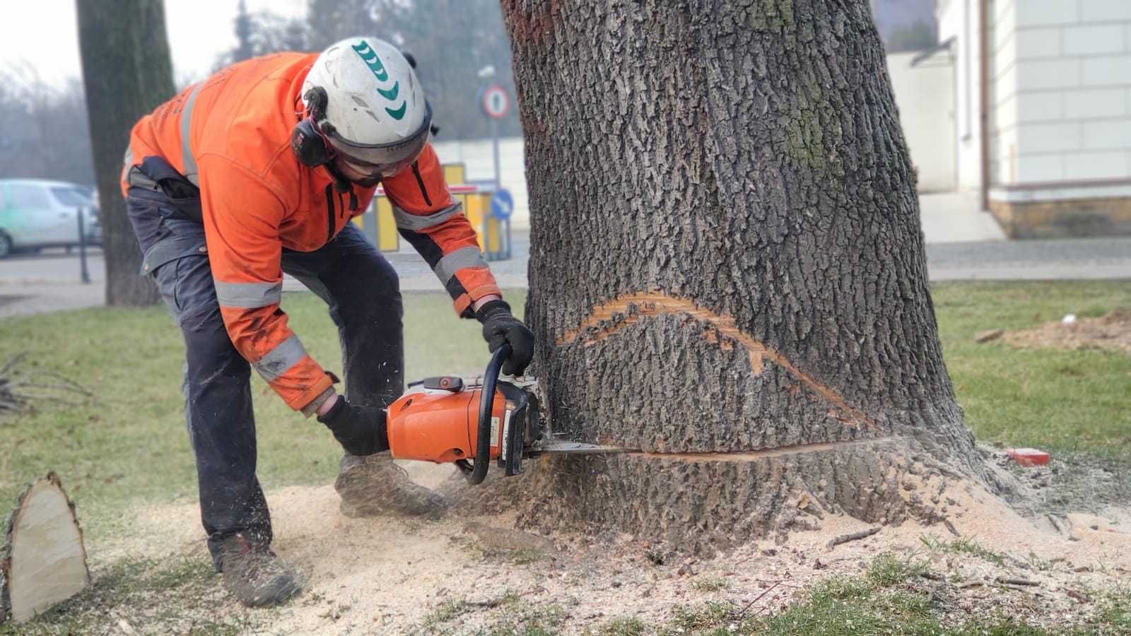 Wycinka drzew/frezowanie pni/rębak