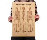 Cartaz decorativo de parede The Skeletal System - novo