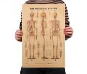 Cartaz decorativo de parede The Skeletal System - novo