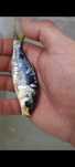 Vendo carpas 6 a 8 cm
