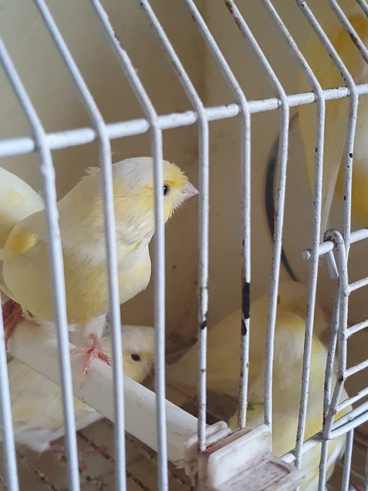 Canarios amarelos machos e femeas