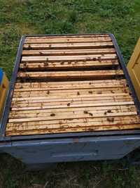 Pszczoły rodziny pszczele ramka wielkopolska podwyższana  do dadanta