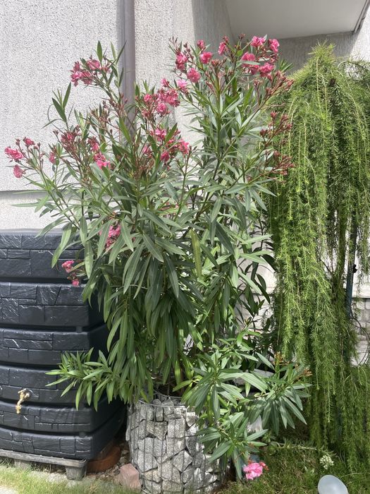 Oleander, pełne kwiaty, różowy, duzy